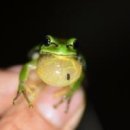 청개구리 이미지