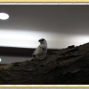 월드니스 이미지