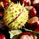 마로니에 이미지