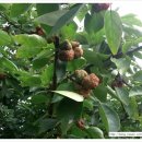 이명자농장 이미지