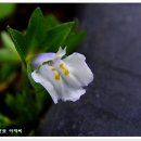 주름잎 이미지