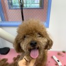 유폴 24시 애견셀프목욕 동천점 이미지