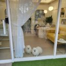 몽슈 펫그루밍샵 이미지