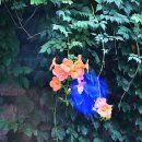 안성공원석조광배 이미지