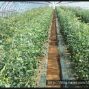 햇빛촌 농원 이미지