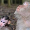 가우리 GAURI 이미지