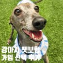 하운드펫 | 이탈리안그레이하운드_ 강아지 펫보험 선택 이유 및 비교 후기