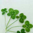 네잎클로버 이미지