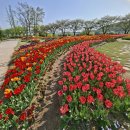순천만 힐링 | [순천 여행] 꽃과 쉼이 있는 천국, 순천만국가정원 튤립 시즌 힐링 후기 🌷🎡