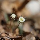 바람꽃공원 이미지