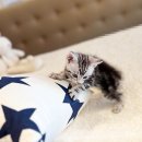 전주강아지분양 고양이분양 24시 데려가개 전주점 이미지