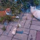 세븐일레븐 월피센터점 이미지