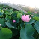 홍연농장 이미지