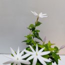 자스민 Daum카페