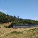 강진5호 이미지