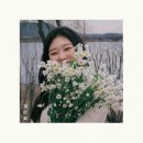 계란꽃 이미지