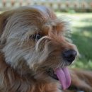 파주24시동물병원 이미지