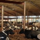 대형목장 이미지