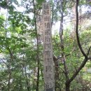 잔머리 굴리다가 땀으로 샤워를 하고! - 세종시 오봉산(262.5m) & 봉산동 향나무 탐방 이미지