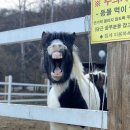 카페은아