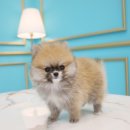 도그마루 강아지 고양이 울산점 이미지