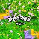 영도구푸드마켓 | 태종사 수국 실시간 개화현황 2025 후기 영도 태종대 축제 정보