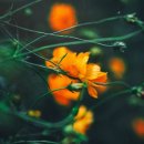 황화약국 이미지