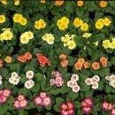 리틀애견 이미지