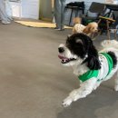 꼬리흔들 유치원 이미지