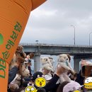 명견 | 2025 동물행복페스타, 반려견 마라톤 3등 후기