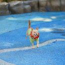 멍멍드림 | 광주 근교 나주 애견카페 멍멍드림