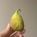 드림농원 | [쿠팡 과일추천] 쿠팡 청무화과 내돈내산 구매 후기 (산이드림농원) / 여름과일추천