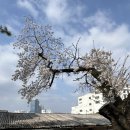 (주)효성안양공장 - 4908 | 효성 안양공장개방, 진달래축제 후기