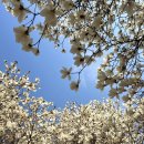 칠산서부동행정복지센터 | [김해 목련숲] 김해 꽃구경 / 목련숲 개화 / 김해 흥동 / 부산 근교 꽃