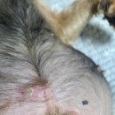 ABC 동물의료센터 이미지