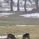 청용목장 네이버블로그