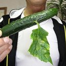 선진2 태양광발전소 이미지