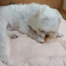 내장산캠핑카 이미지