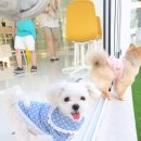 멍멍이냥 이미지