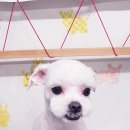 애견동화 이미지