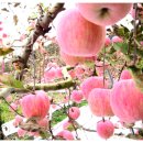 분홍 농장 이미지