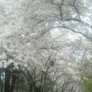 인천의 아름다운벚꽃 자유공원~sk공원 이미지