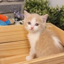 아담스펫강아지&가필드고양이 이미지