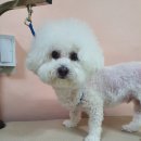 뷰티풀독 이미지