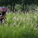 처서 매직 어디 갔나”…낮 최고 36도, 폭염에 소나기까지 이미지