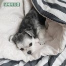 뷰티풀데이플라워