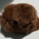 치와와 둥지 이미지