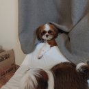 금둥이숯불고기