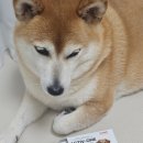 행복지킴이 | 우리 강아지 관절 건강 지킴이, 하이웰 액티브원 펫 강아지영양제 솔직 후기!