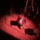 은혜농장 | [호주 워킹홀리데이] 그리운 2019년의 타즈매니아 블루베리 농부 시절 (Costa 블루베리 피킹)